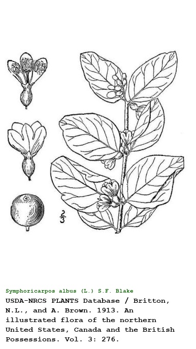 Symphoricarpos albus (L.) S.F. Blake